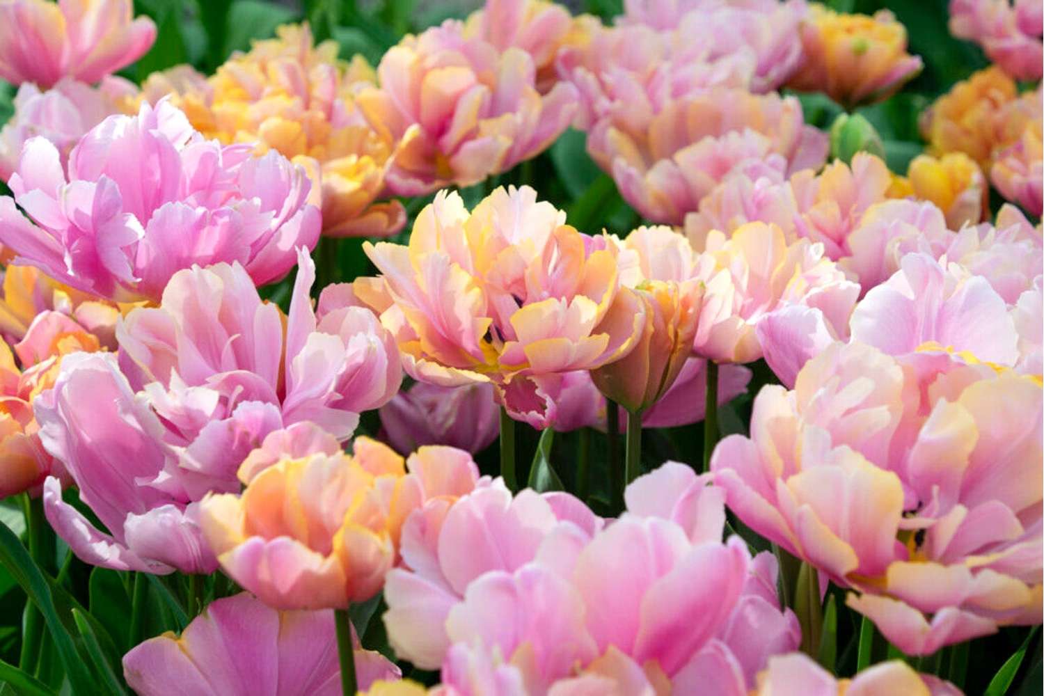 Tulpe 'Pink Star' - Tulipaner